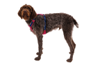 Hi & Light™ Lightweight Dog Harness product image