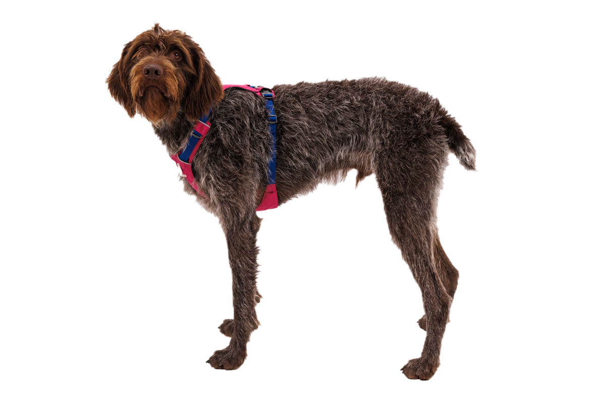 Hi & Light™ Lightweight Dog Harness product image