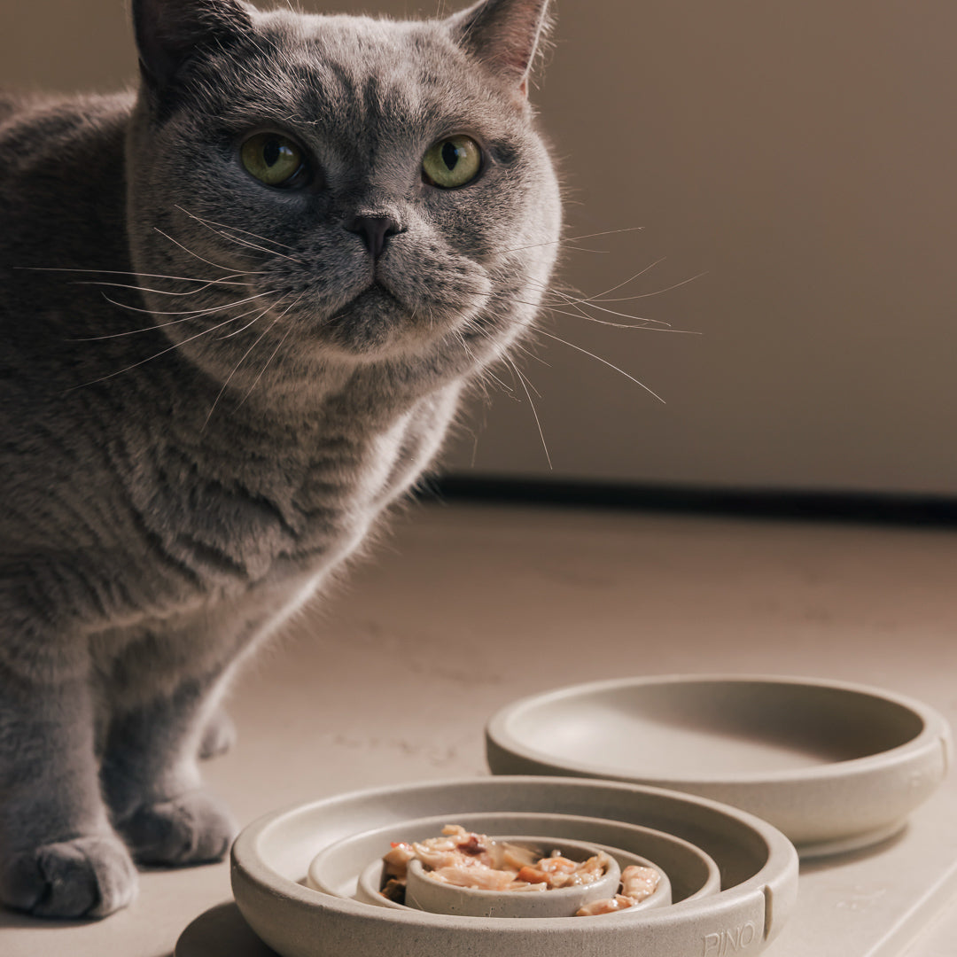 Slow Feeder Bowl for Cats product image