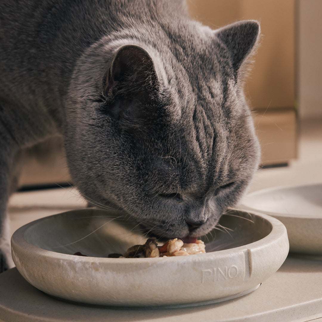 Whisker Friendly Bowl product image