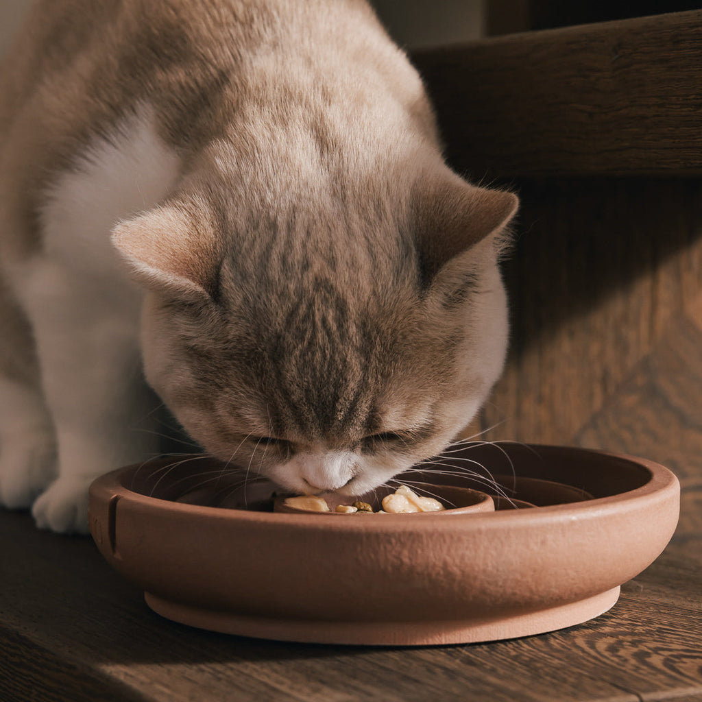 Slow Feeder Bowl for Cats product image
