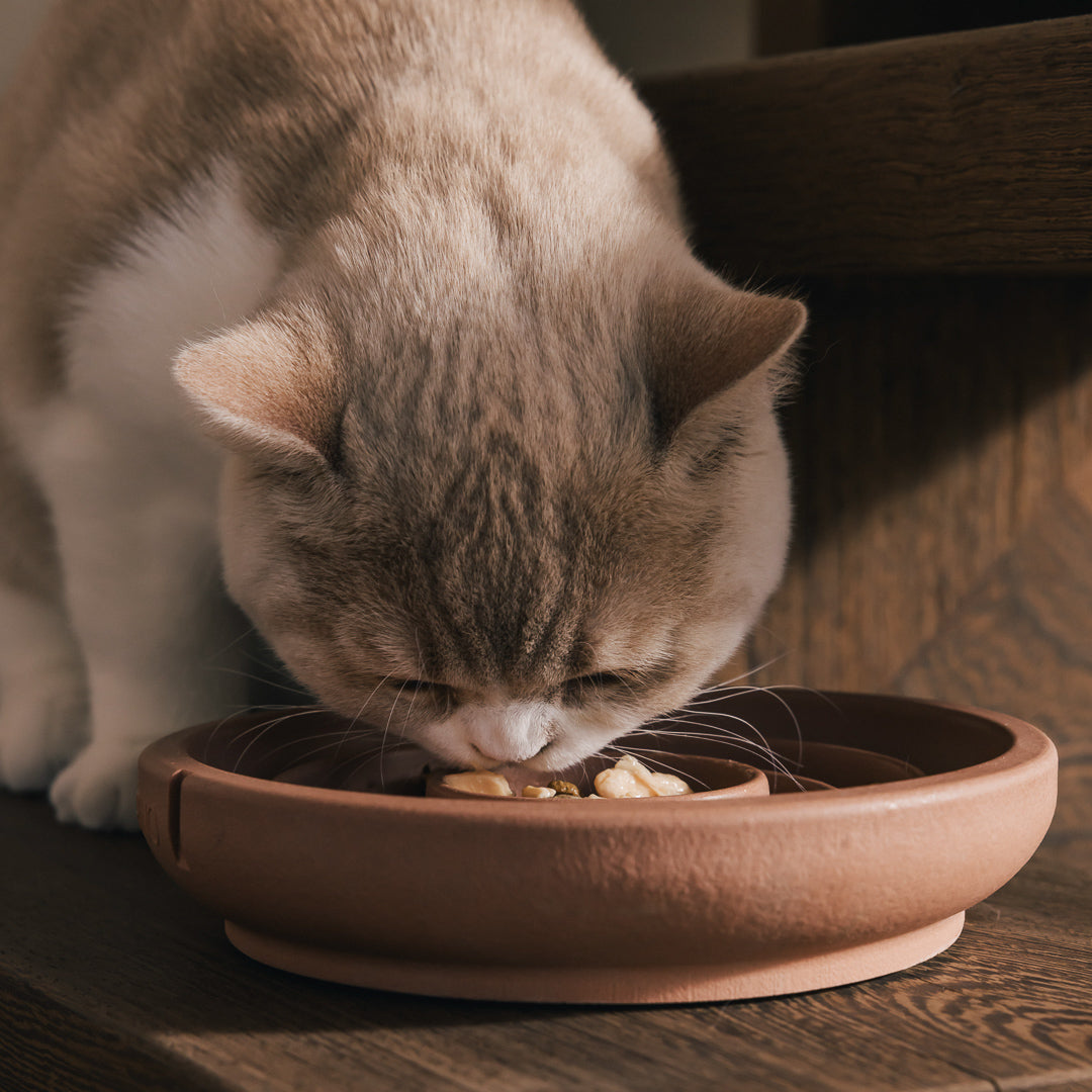 Slow Feeder Bowl for Cats product image