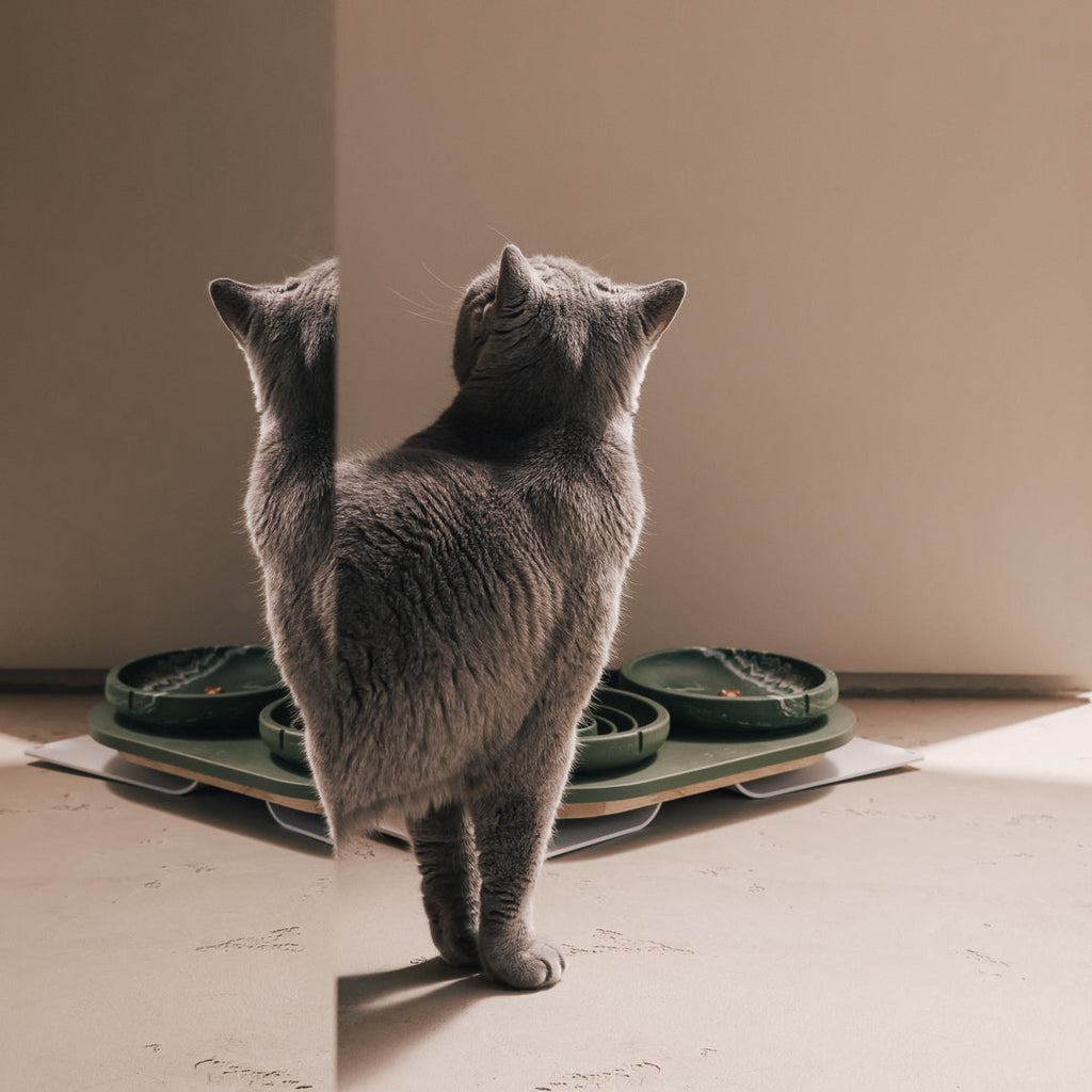 Whisker Friendly Bowl product image