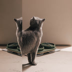 Slow Feeder Bowl for Cats product image