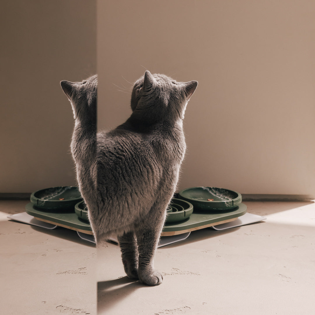 Slow Feeder Bowl for Cats product image