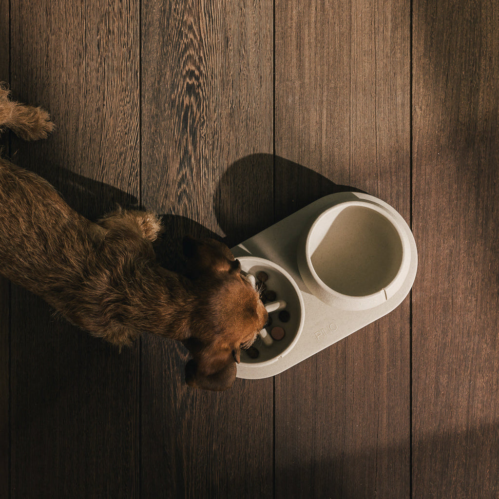Tray for Dogs product image
