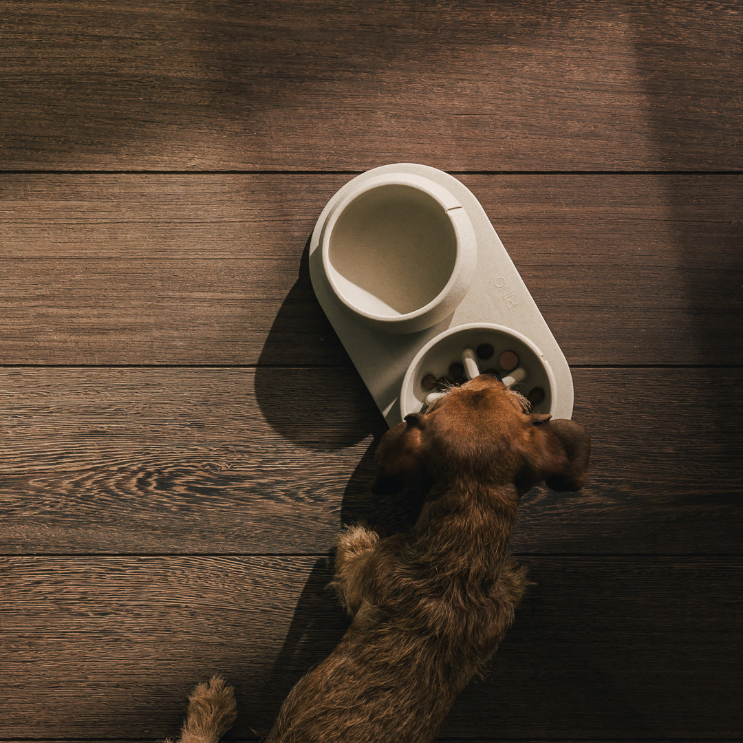 Tray for Dogs product image