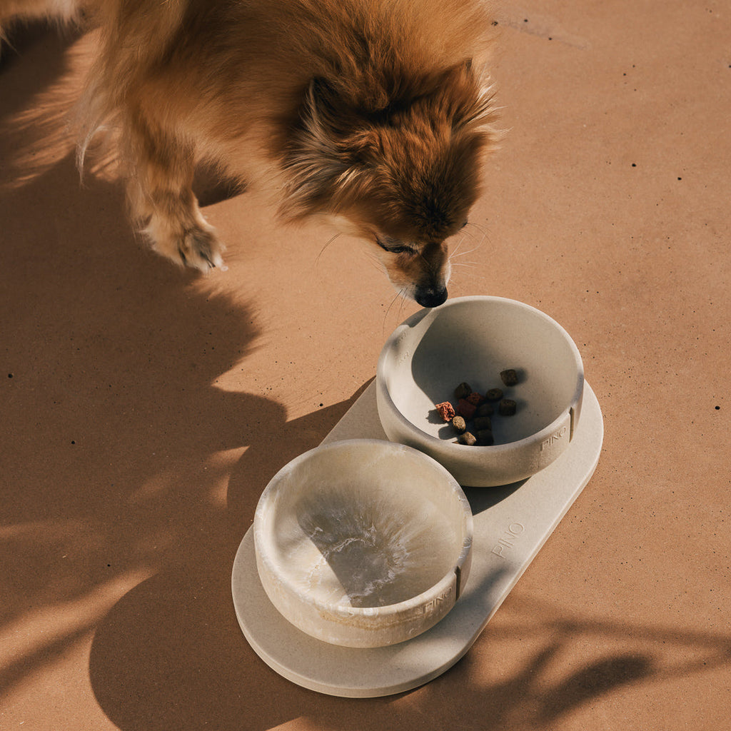 Tray for Dogs product image