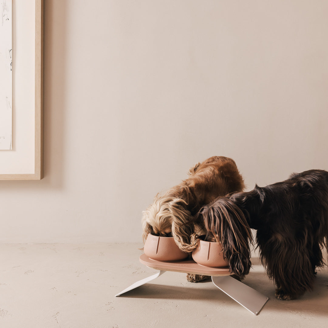 Perfect Posture Bundle for Dogs product image