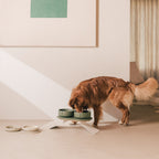 Perfect Posture Bundle for Dogs product image