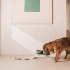 Perfect Posture Bundle for Dogs product image