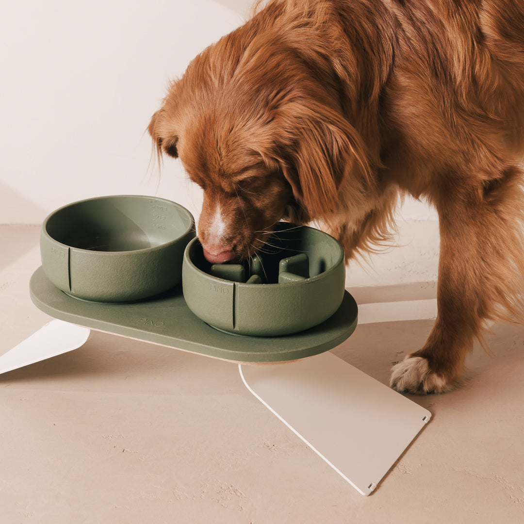 Tray for Dogs product image
