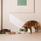 Perfect Posture Bundle for Cats product image