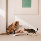 Perfect Posture Bundle for Dogs product image