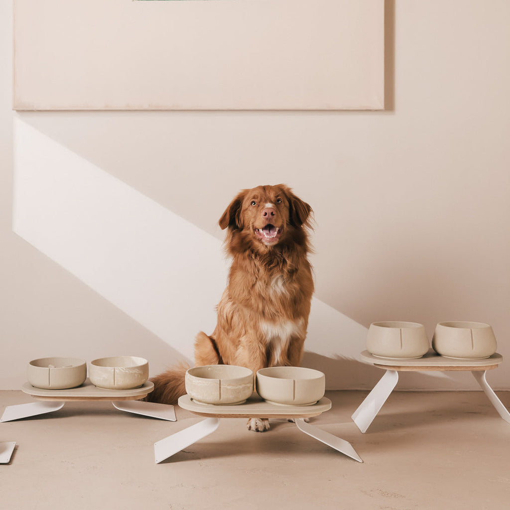 Perfect Posture Bundle for Dogs product image