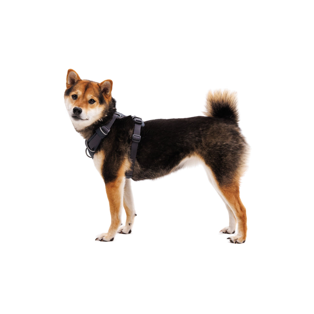 Dog wearing the Ruffwear Front Range Dog Harness in Basalt Gray