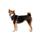 Dog wearing the Ruffwear Front Range Dog Harness in Basalt Gray