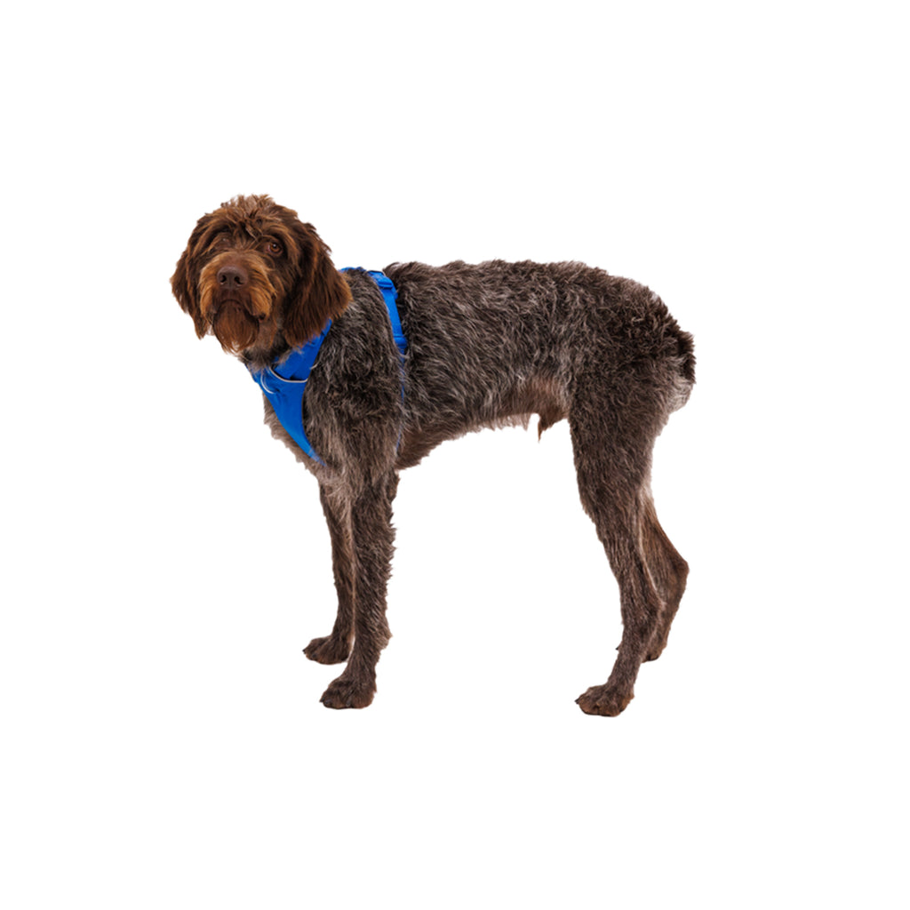 Dog wearing the Ruffwear Front Range Dog Harness in Blue Pool