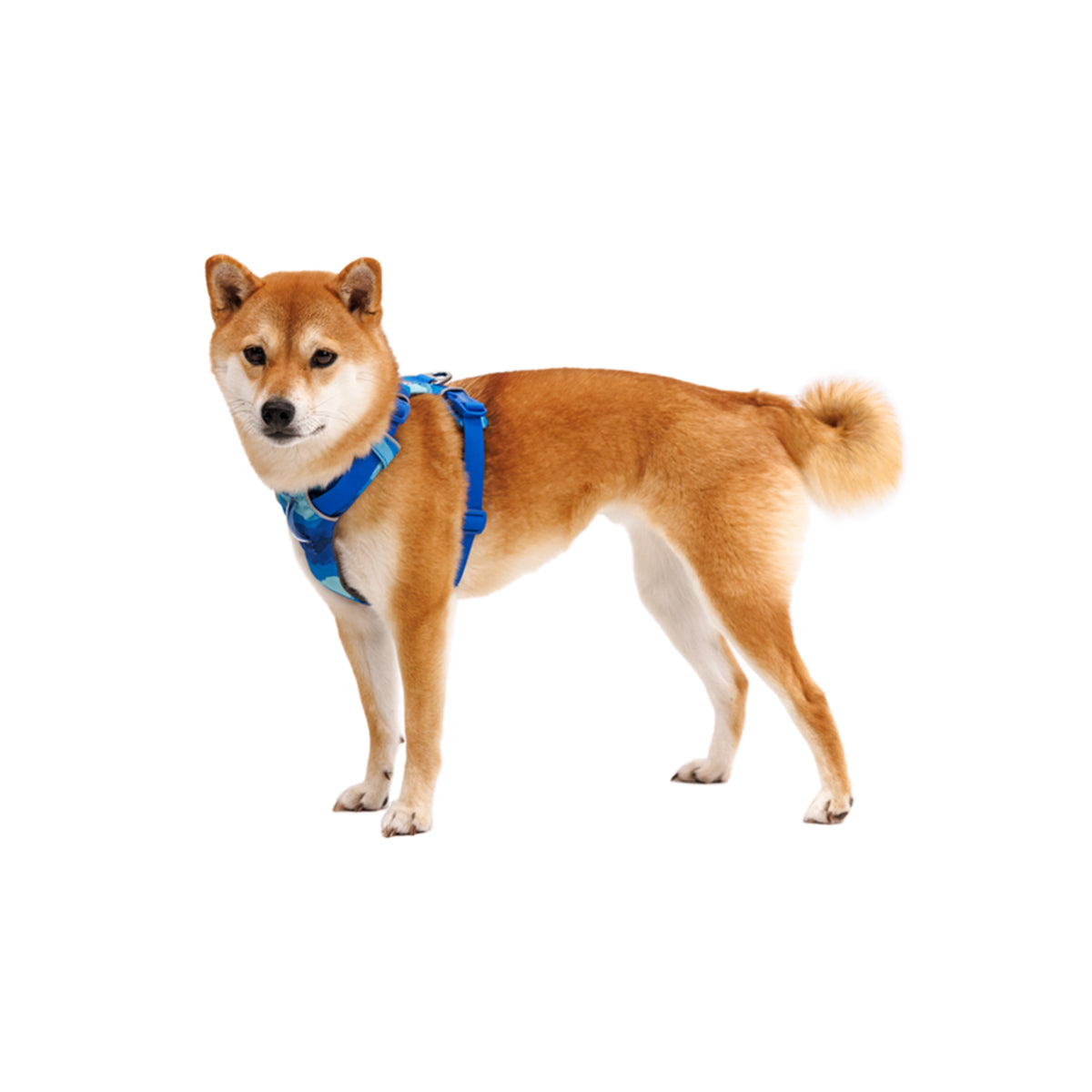Dog wearing the Ruffwear Front Range Dog Harness in Coastal Mountains