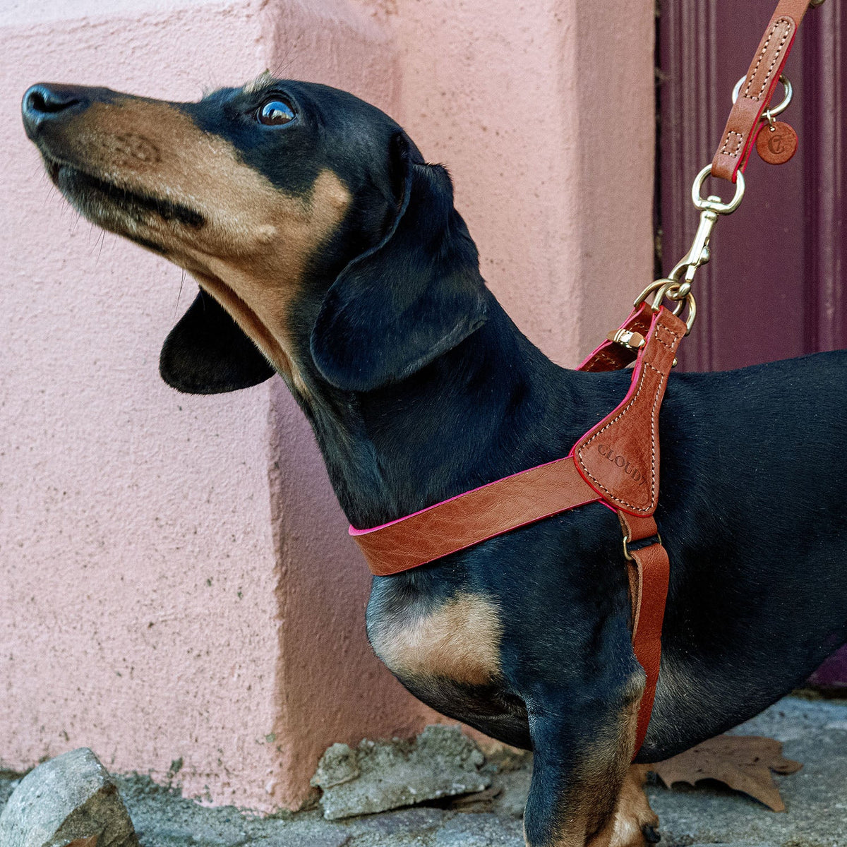 Dog Harness Prince Park Cognac/Pink product image