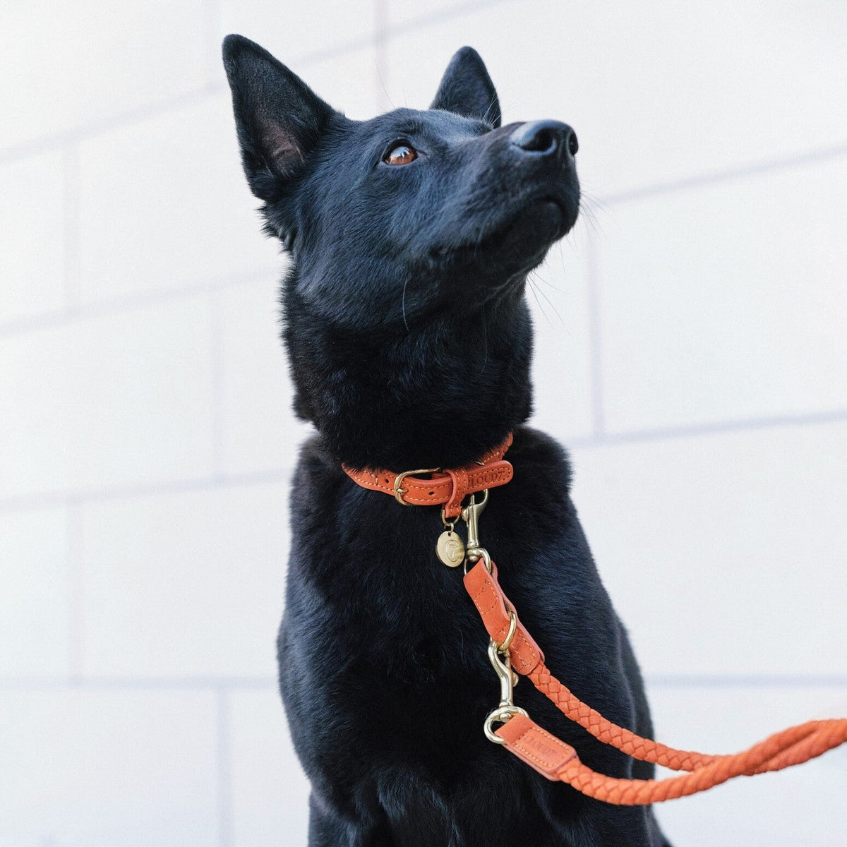 Dog Collar Ravello Rust product image