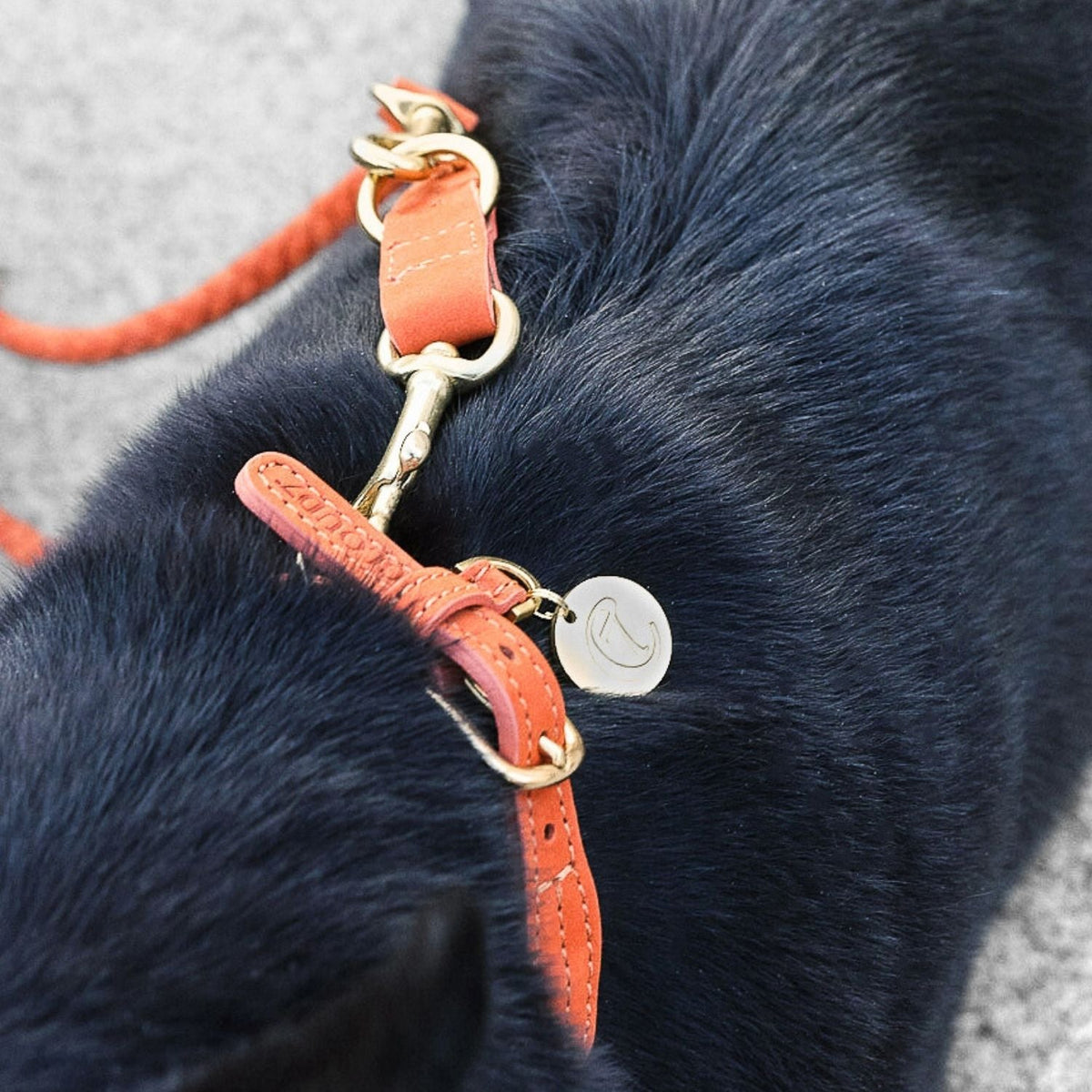 Dog Collar Ravello Rust product image