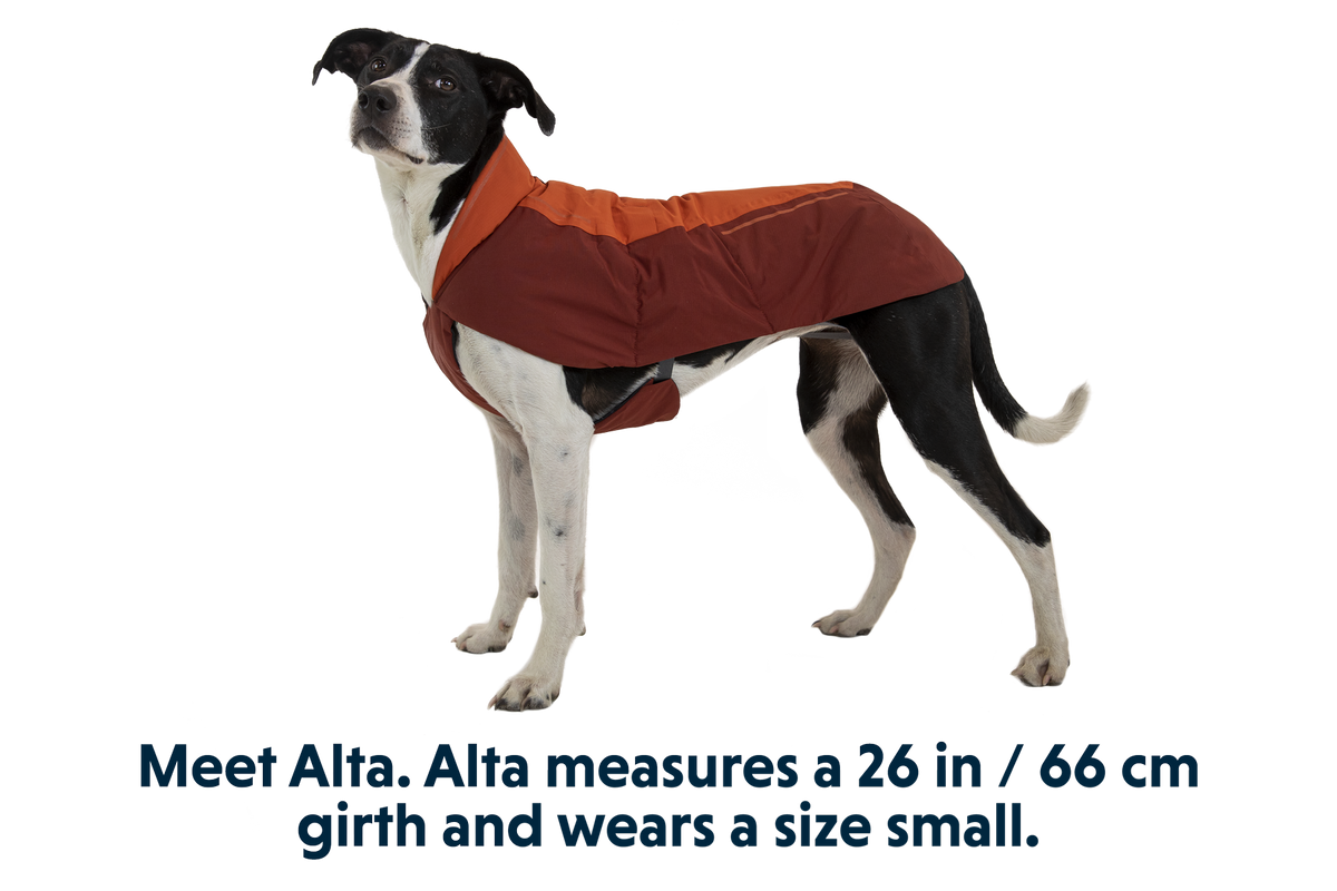 Vert™ Dog Vest product image