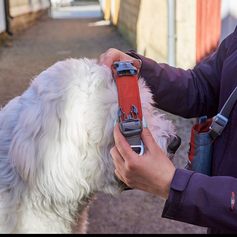 Rover Collar product image