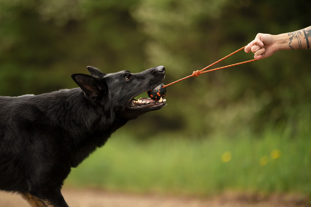 Dog ball on rope product image