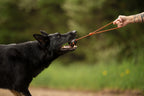 Dog ball on rope product image