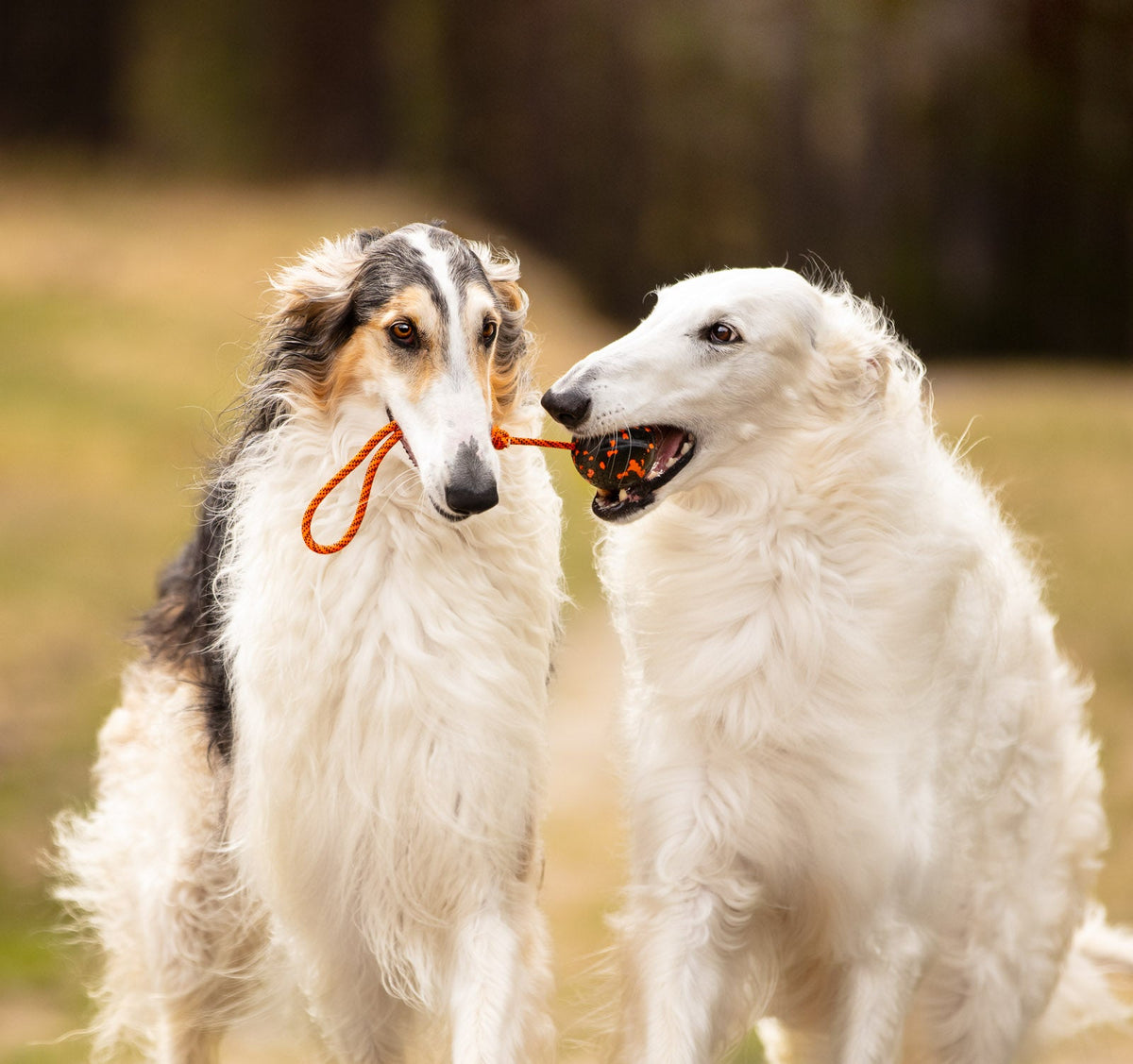 Dog ball on rope product image