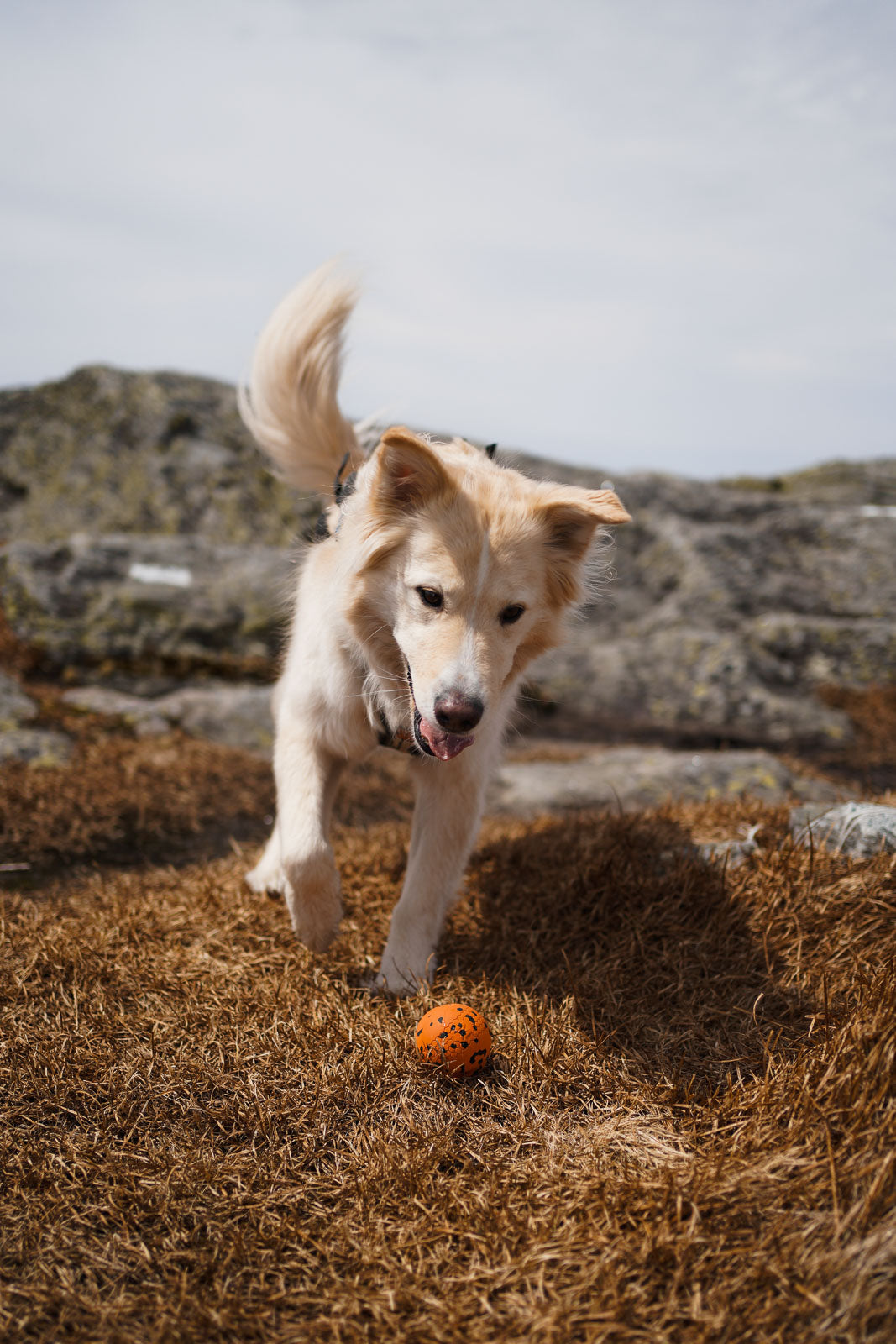 Dog ball product image