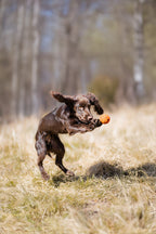 Dog ball product image