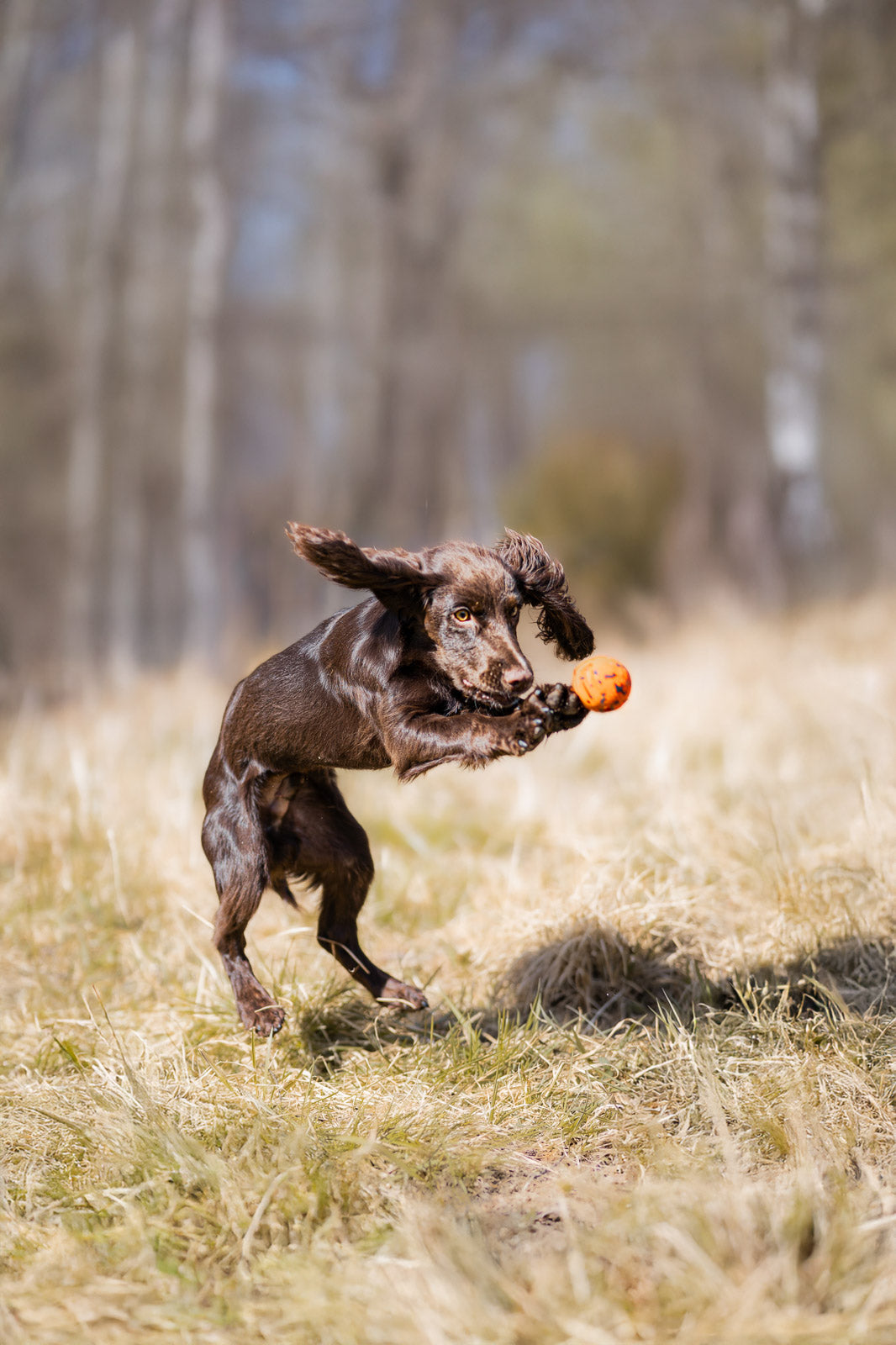 Dog ball product image