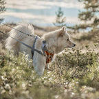 Venture No-Pull Harness product image