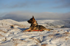Protector bivvy bed product image