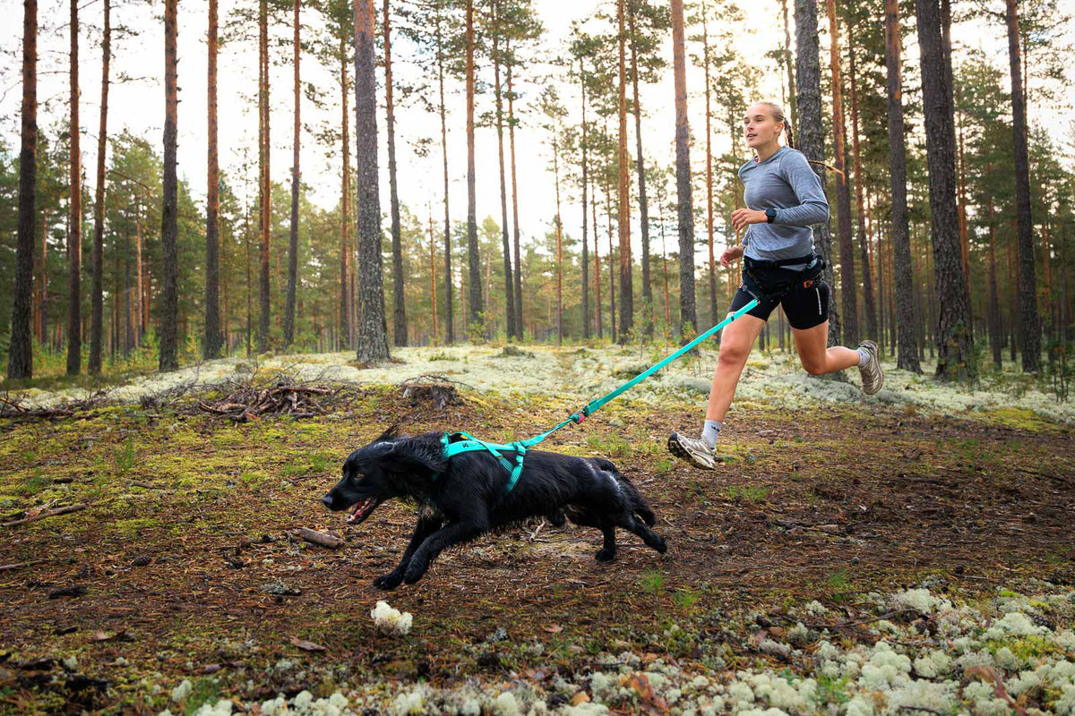 Bungee leash product image