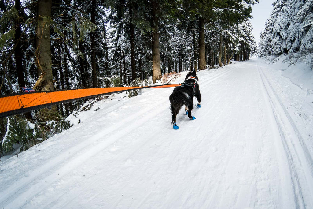 Bungee leash product image