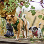 Weekend Warrior Harness II ECO product image