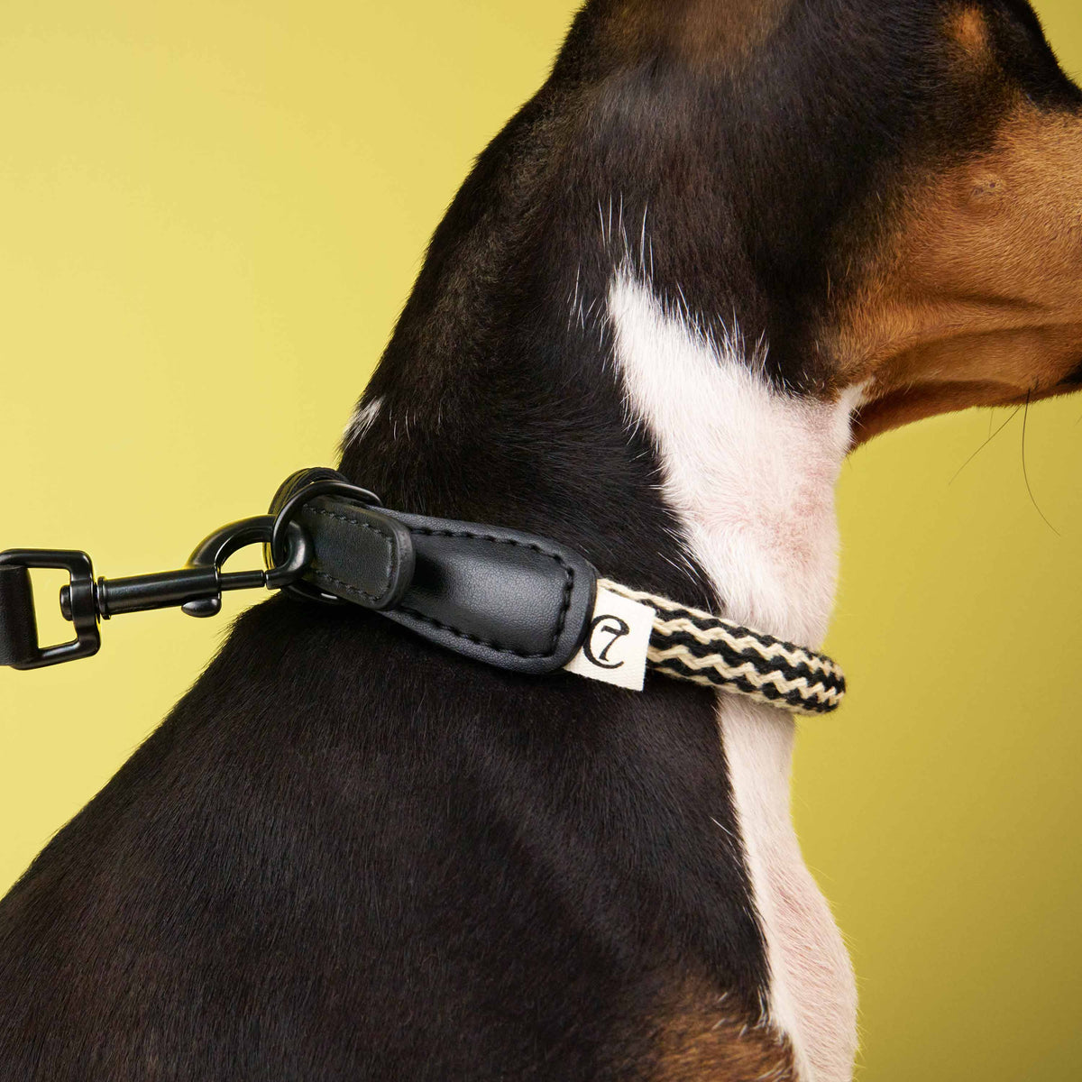 Dog Collar Mauerpark Zigzag Black product image