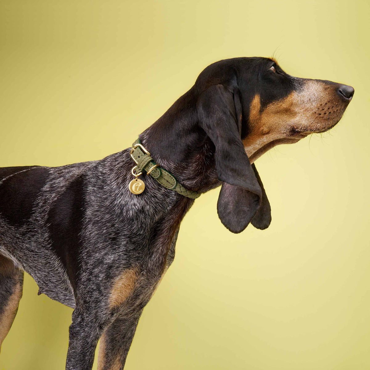 Dog Collar Ravello Moss product image