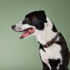 Dog Collar Tivoli Olive product image