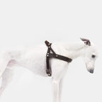 Harness Central Park Saddle Brown Silver product image