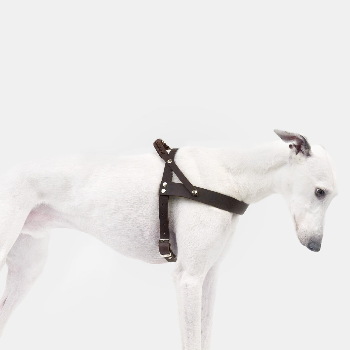 Harness Central Park Saddle Brown Silver product image