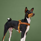 Dog Harness Central Park Camel Gold product image
