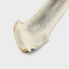Natural Whole Antler Chew product image
