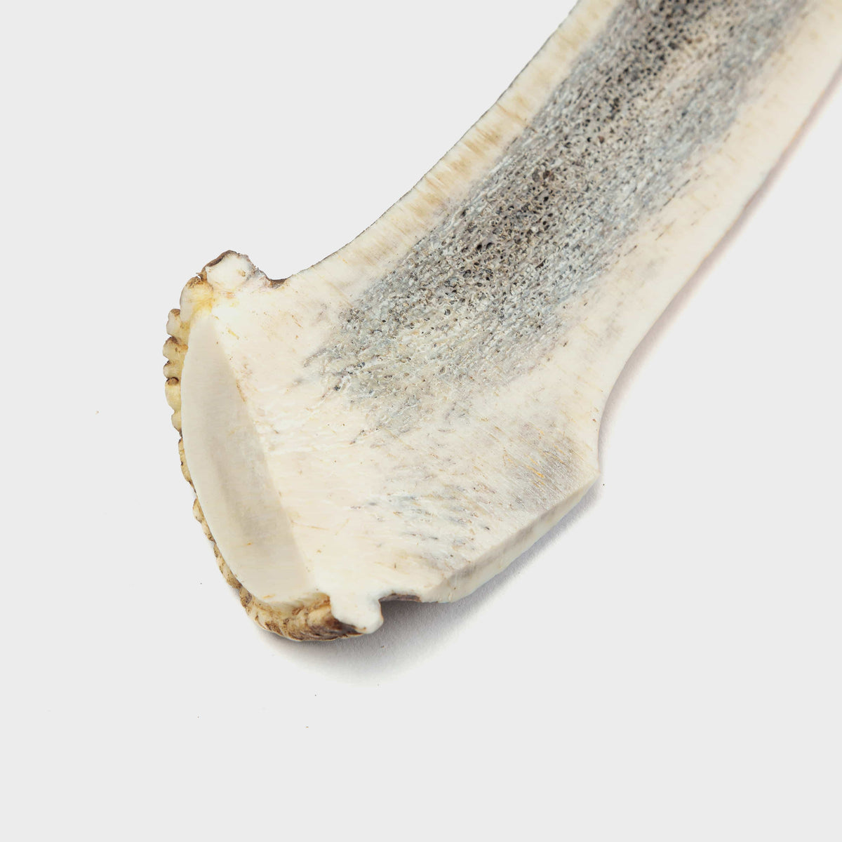 Natural Whole Antler Chew product image