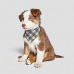 Dog Bandana Check Dark Blue - Beige product image