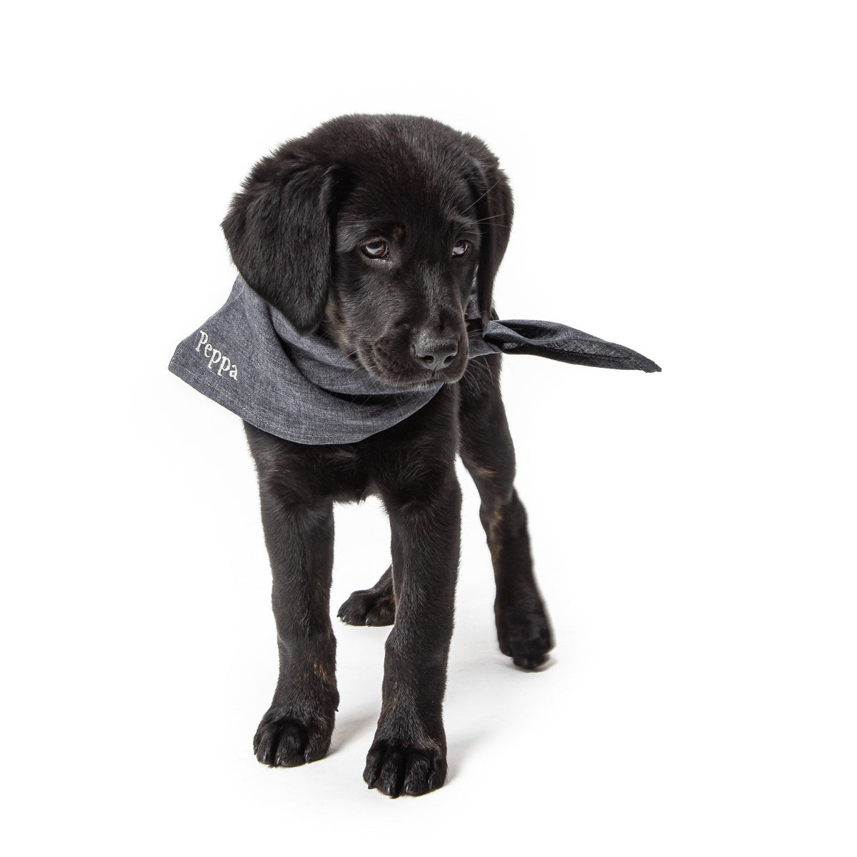Personalized Dog Bandana Indigo product image
