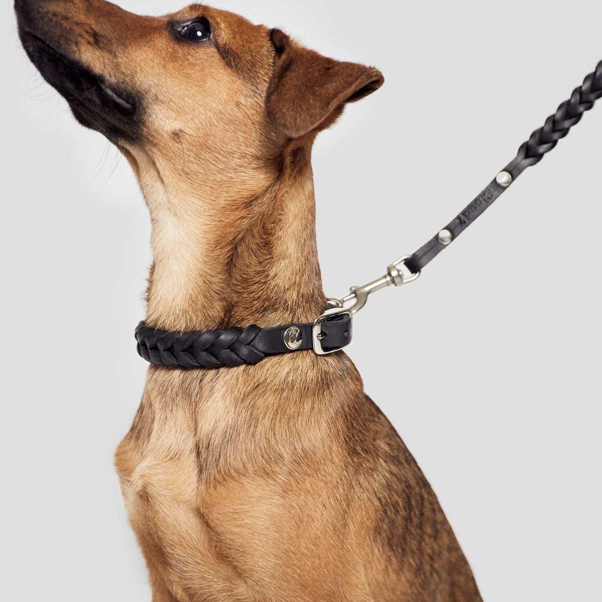 Dog Collar Central Park Black Silver product image